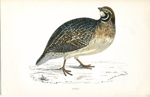 Bird Engraving