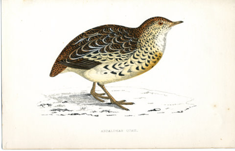 Bird Engraving